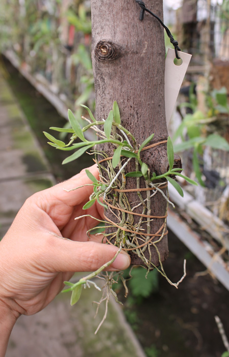 Dendrobium loddigesii.jpg