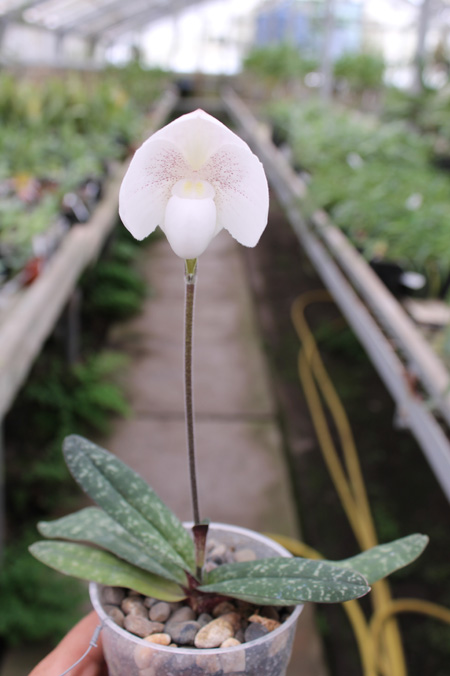 Paphiopedilum niveum.jpg