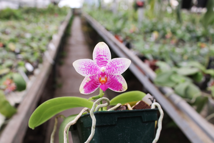 Phalaenopsis Grosbeak.jpg