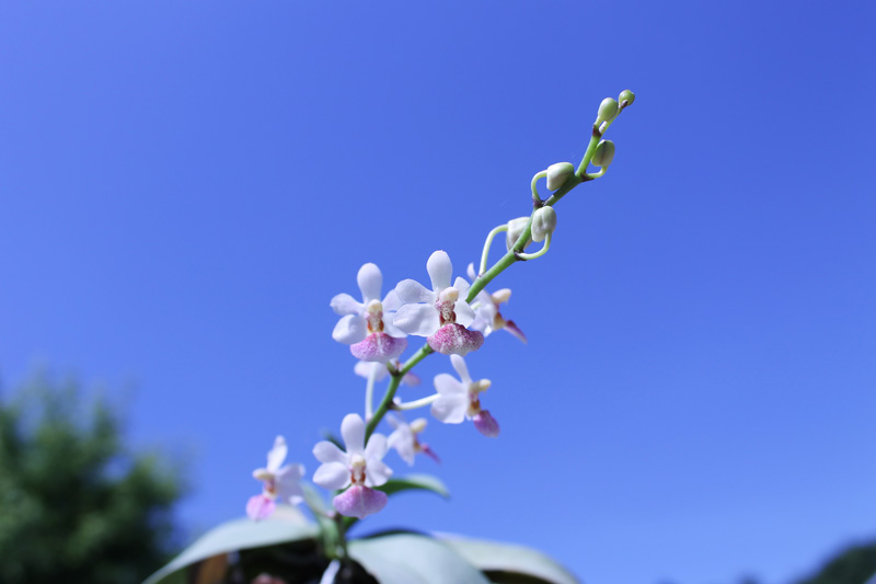 Phalaenopsis Anna-Larati Soekardi x chibae.jpg