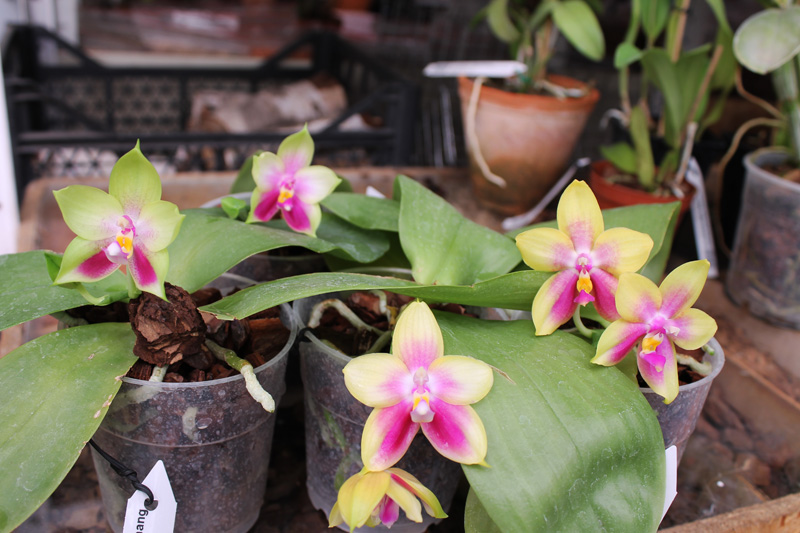 Phalaenopsis Ld's Bear Queen x Chang Mow Evergreen.jpg