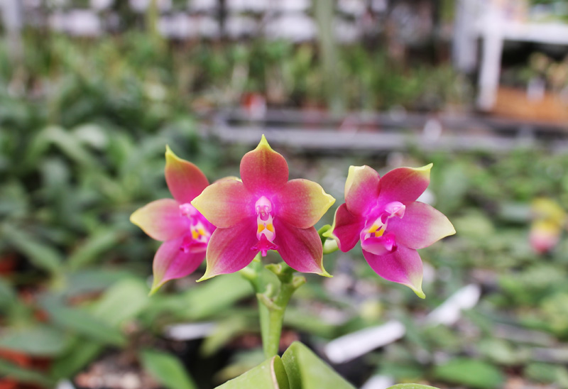 Phalaenopsis Jennifer Palermo x Phalaenopsis LD's Bear Queen.jpg