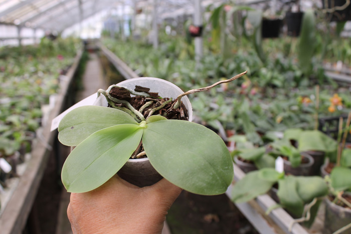 Phalaenopsis bellina.jpg