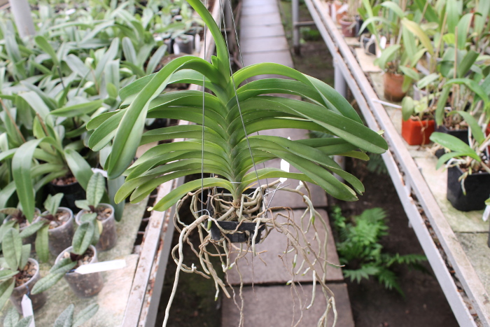 Vanda Rothschildiana.JPG