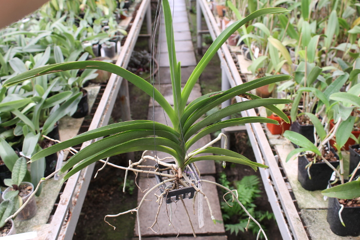 Vanda Sumon Spot x Phairot x Ascocenda Betty May Steal.JPG