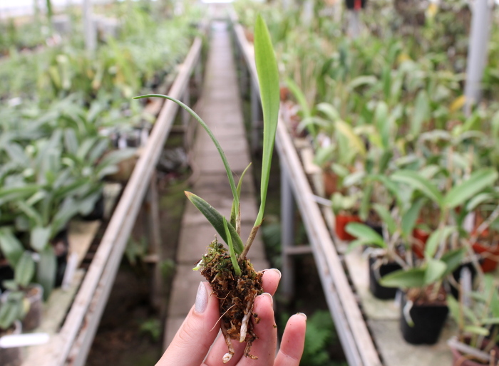 Laelia harpophylla.JPG