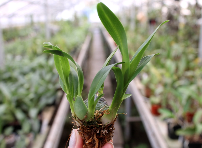 Oncidium cheirophorum.JPG