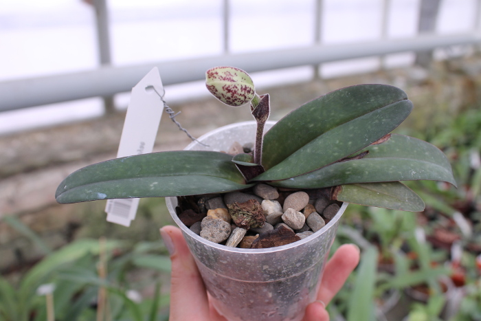 Paphiopedilum godefroyae.JPG