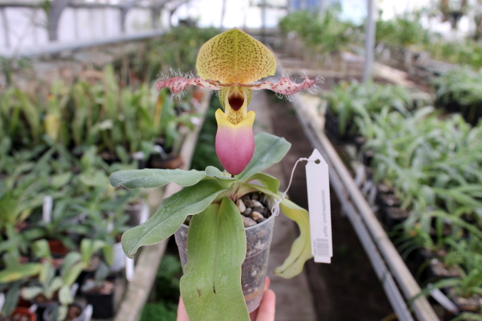 Paphiopedilum moquetteanum.JPG