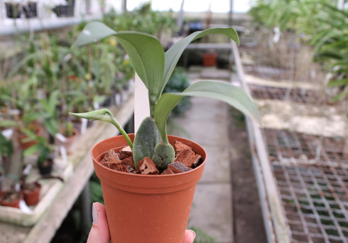 Rossioglossum 'Rawdon Jester' (Rossioglossum grande x Rossoiglossum williamsianum).JPG