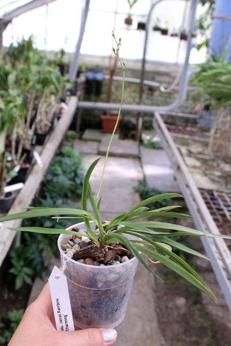 Tolumnia Jairak Rainbow 'Charming'.JPG