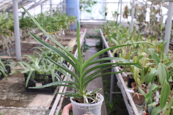 Vanda Gilbert Triboulet (coerulea x tricolor).JPG
