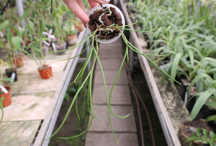 Papilionanthe vandarum.JPG