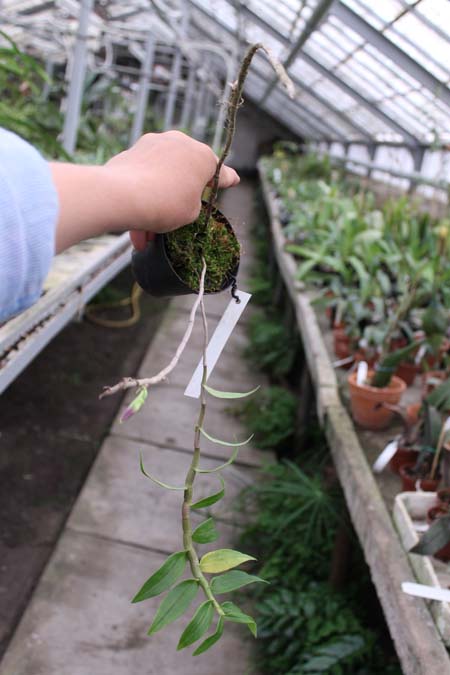 Dendrobium victoriae reginae.jpg