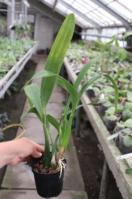 Epidendrum brassavolae.jpg