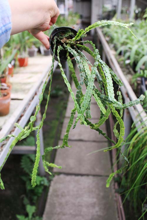 Lycopodium nummularifolium.jpg