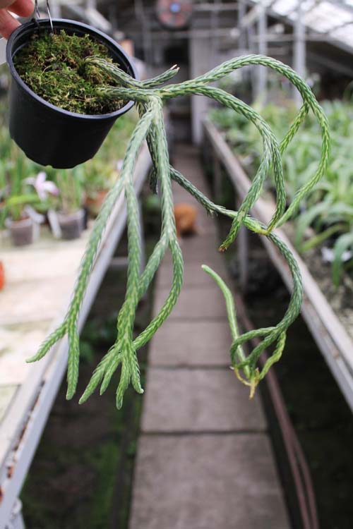 Lycopodium carinatum.jpg