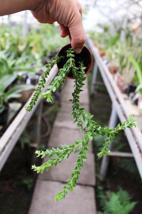 Lycopodium hamiltonii.jpg