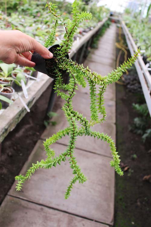 Lycopodium phlegmaria.jpg