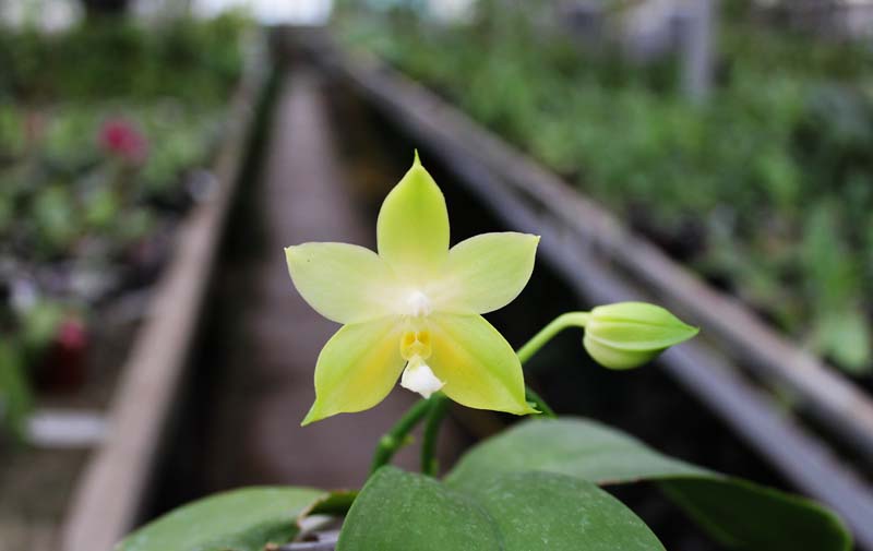 Phalaenopsis (Jennifer Palermo C-1 type x Ld's Bear Queen) 'flava'.jpg