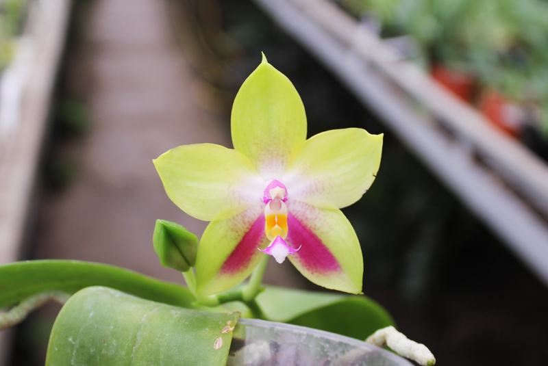 Phalaenopsis Ld's Bear Queen x Chang Mow Evergreen.jpg