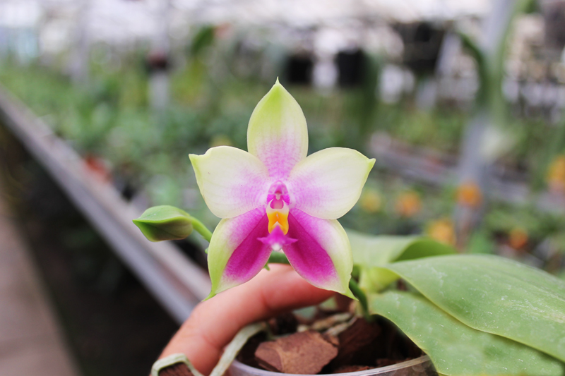 Phalaenopsis Ld's Bear Queen x Chang Mow Evergreen.jpg