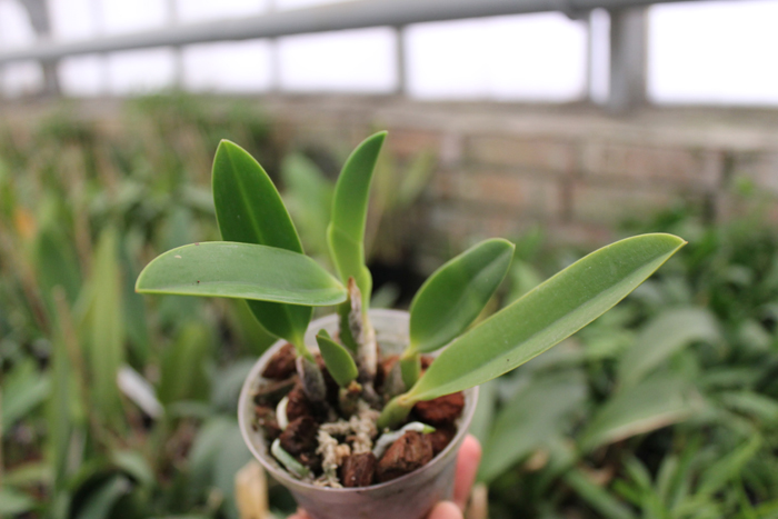 Laelia jongheana.jpg