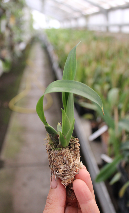 Cuitlauzina pendulum.jpg