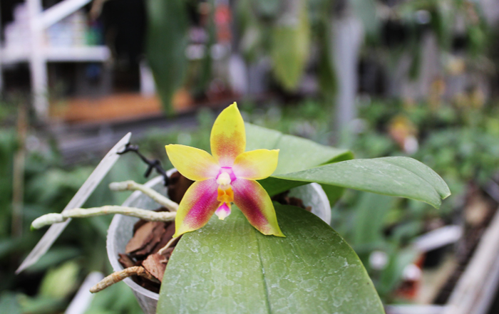 Phalaenopsis KS Happy Eagle.jpg