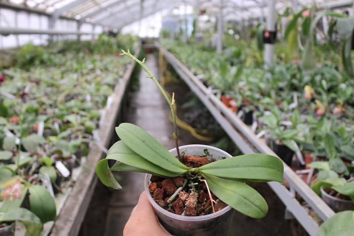 Phalaenopsis mannii.jpg