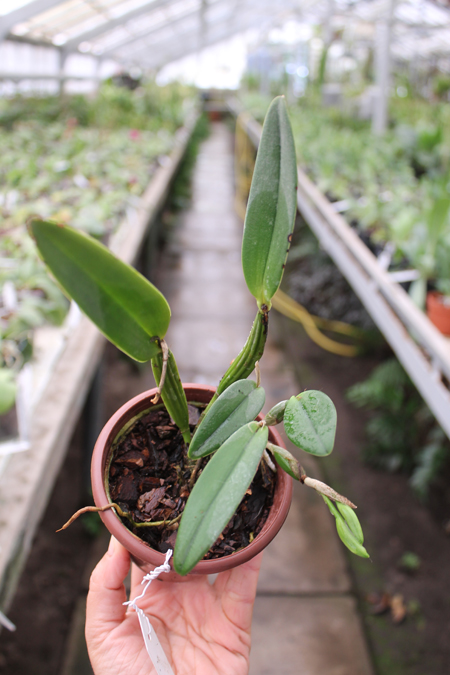 Cattleya luteola.jpg