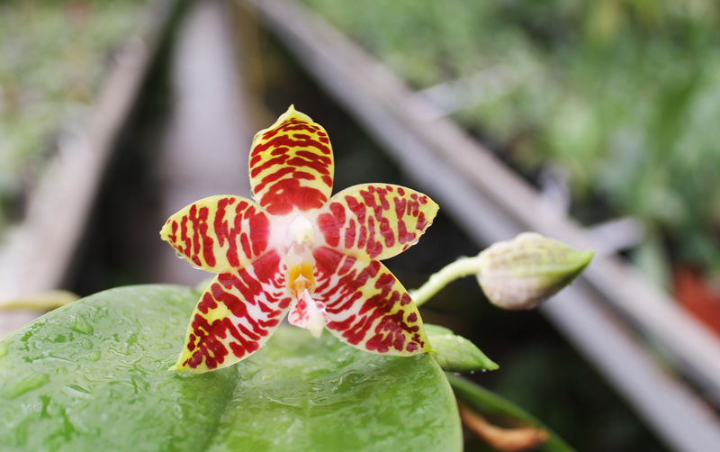 Phalaenopsis amboinensis red spot type.jpg