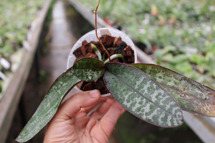 Phalaenopsis stuartiana yellow x sib.jpg