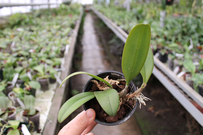 Bulbophyllum macranthum.jpg