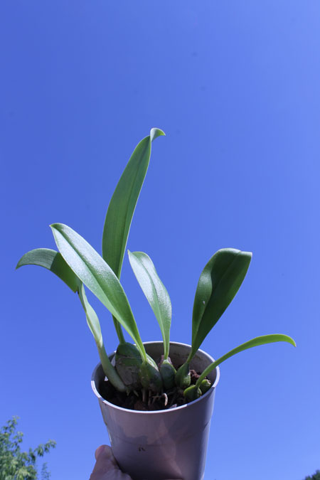 Bulbophyllum graveolens.JPG