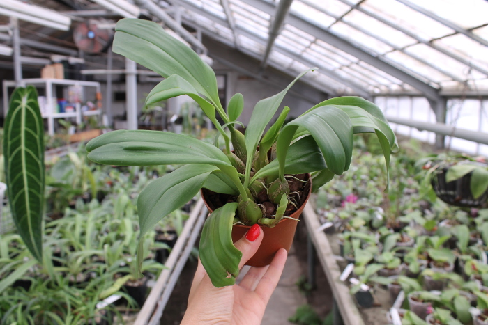 Bulbophyllum lobbii.JPG