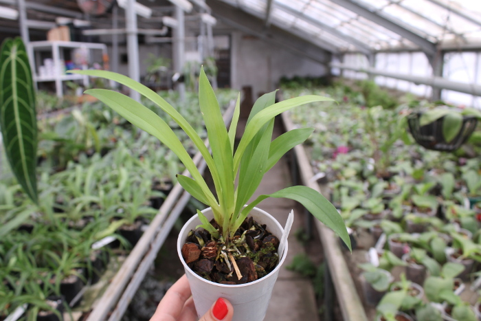 Cochleanthes discolor.JPG