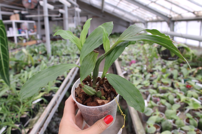 Pholidota chinensis.JPG