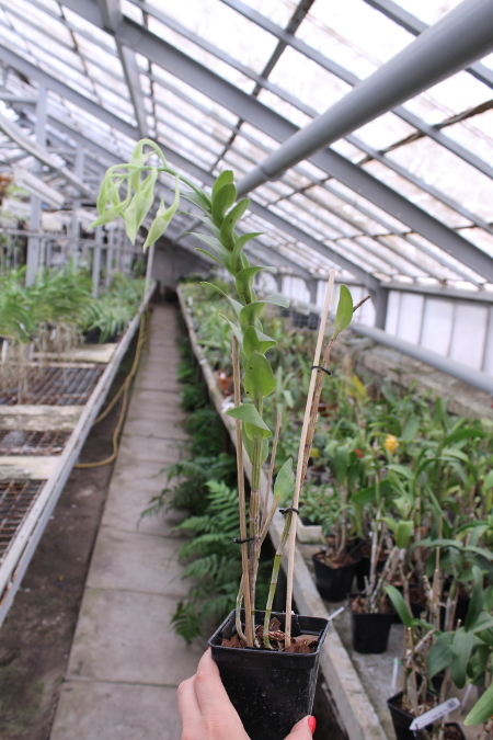 Dendrobium dearei.JPG