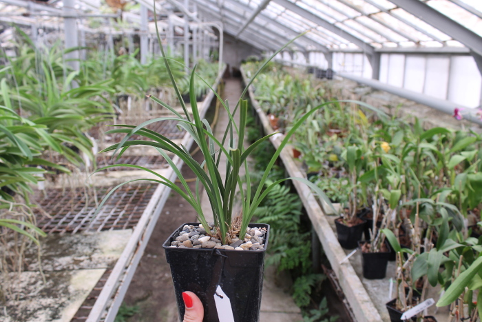 Cymbidium goeringii.JPG