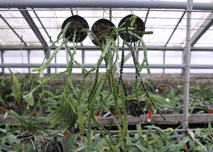 Lycopodium nummularifolium.JPG