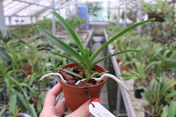 Vanda denisoniana orange x Ascocenda Rasri Gold.JPG