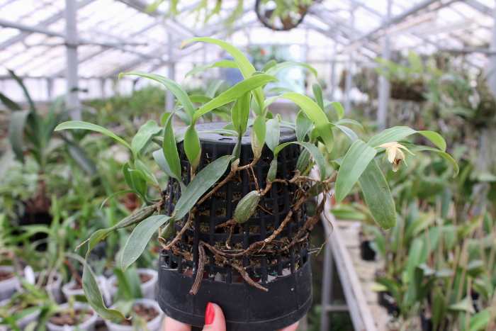 Coelogyne lindleyana.JPG