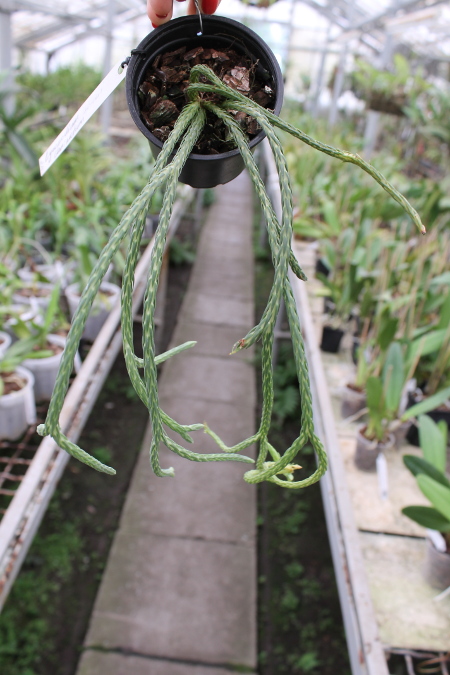 Lycopodium carinatum.JPG