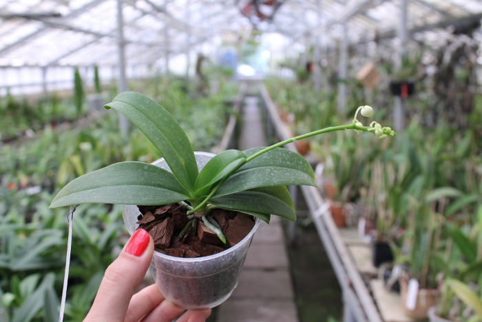 Phalaenopsis equestris alba.JPG