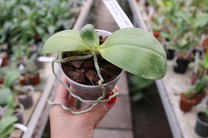 Phalaenopsis KS Red Zebra x (Texes Jewel-tetraspis).JPG