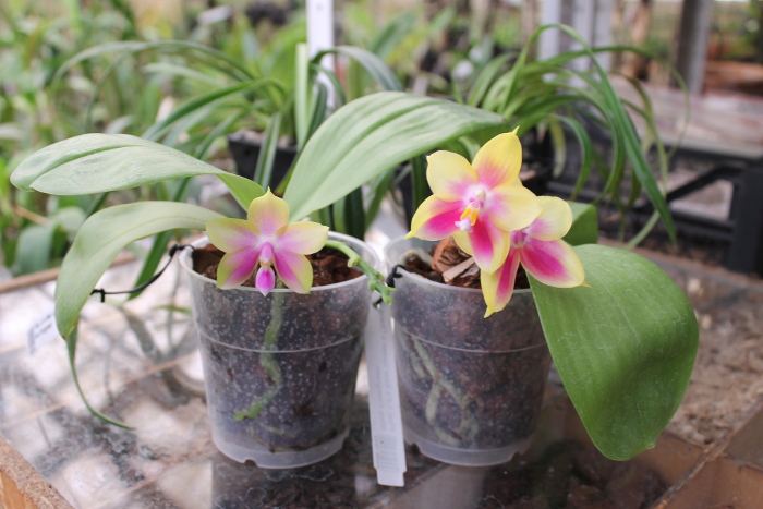 Phalaenopsis Ld's Bear Queen x Chang Mow Evergreen.JPG