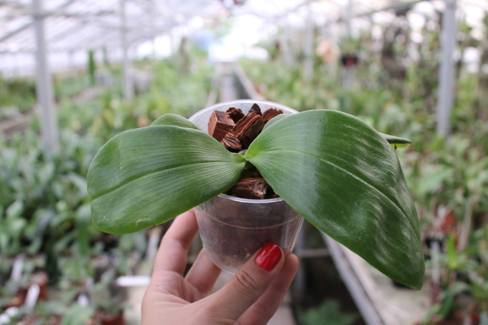 Phalaenopsis bellina '#22' x Ld's Bear Queen '#1'.JPG