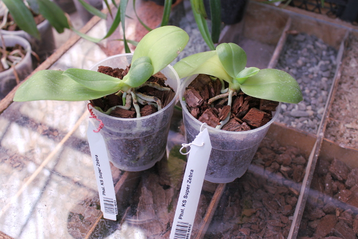 Phalaenopsis KS Super Zebra.JPG