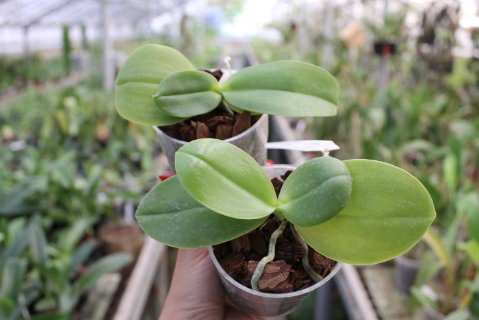 Phalaenopsis KS Red Zebra x (Texes Jewel-tetraspis).JPG